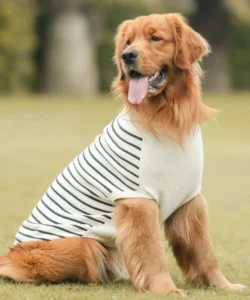 T-shirt for dogs
